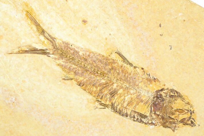Detailed Fossil Fish (Knightia) - Wyoming #379521